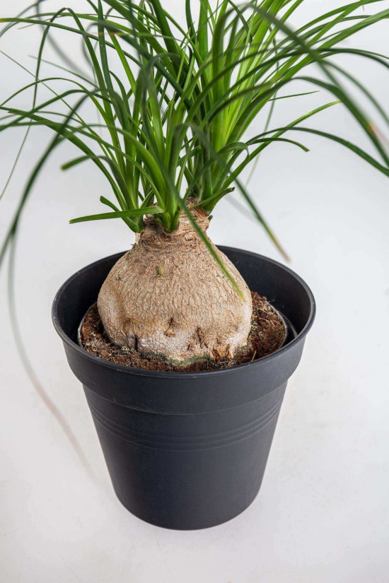 Sloní noha, Nolina recurvata, kulatý kmínek, průměr květináče 11 cm-23578