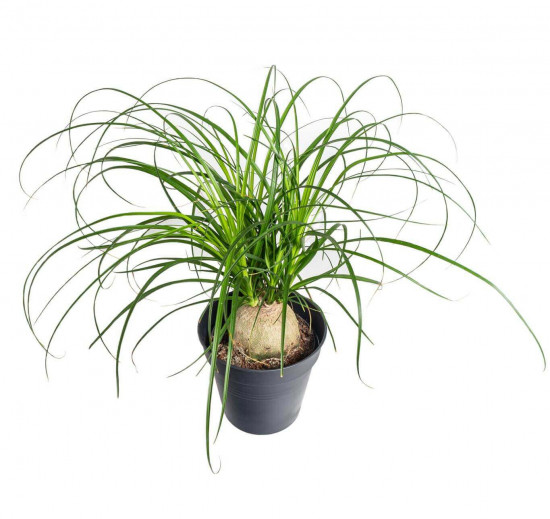Sloní noha, Nolina recurvata, kulatý kmínek, průměr květináče 14 cm-23585