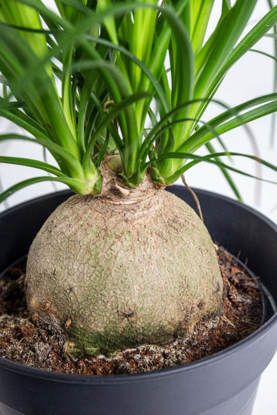 Sloní noha, Nolina recurvata, kulatý kmínek, průměr květináče 14 cm-23586