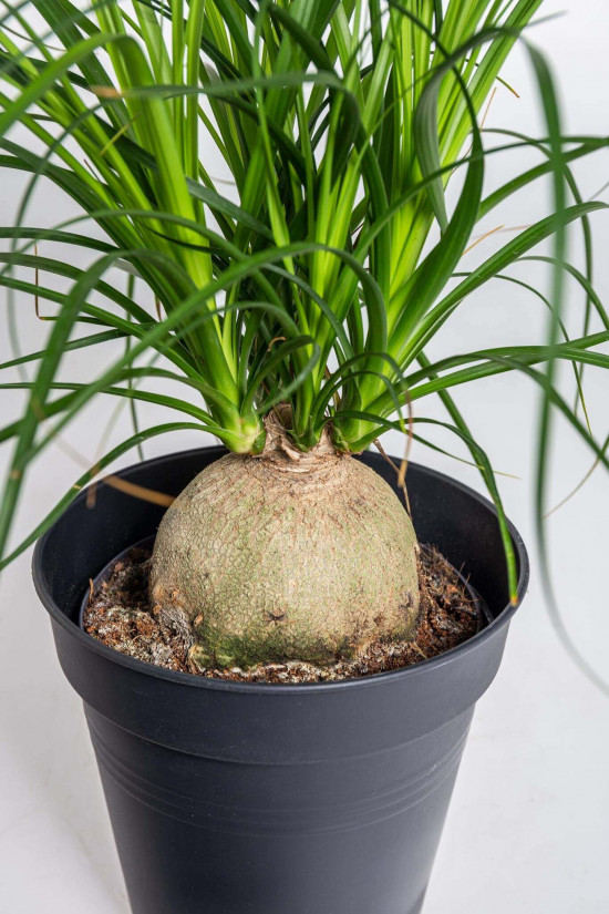 Sloní noha, Nolina recurvata, kulatý kmínek, průměr květináče 14 cm-23587