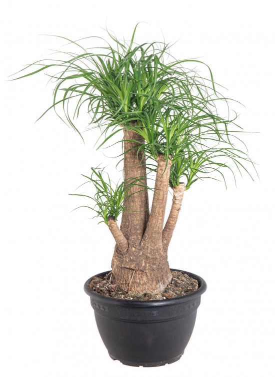 Sloní noha, Nolina recurvata, větvená, průměr květináče 26 cm