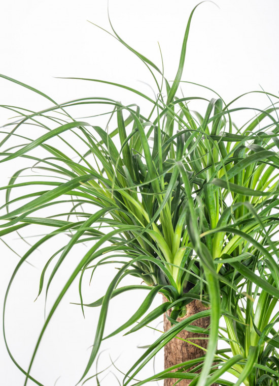 Sloní noha, Nolina recurvata, větvená, průměr květináče 26 cm-11929