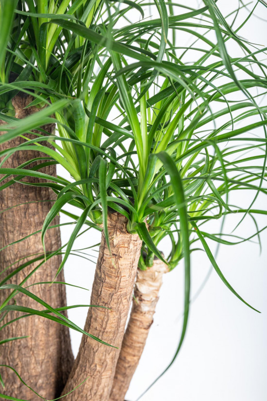 Sloní noha, Nolina recurvata, větvená, průměr květináče 26 cm-11930