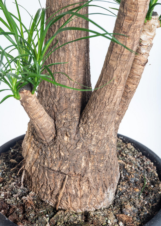 Sloní noha, Nolina recurvata, větvená, průměr květináče 26 cm-11931