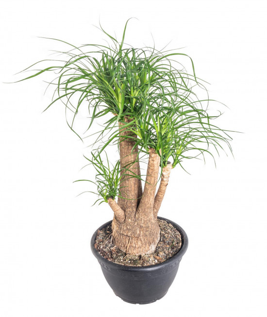 Sloní noha, Nolina recurvata, větvená, průměr květináče 26 cm-11932