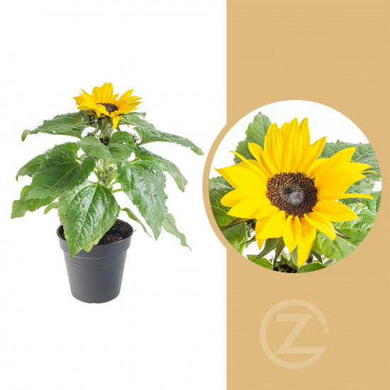 Slunečnice, Helianthus, žlutá, průměr květináče 13 cm