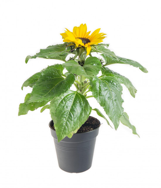 Slunečnice, Helianthus, žlutá, průměr květináče 13 cm-8455