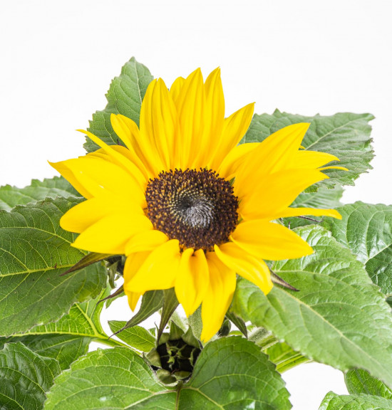 Slunečnice, Helianthus, žlutá, průměr květináče 13 cm-8456