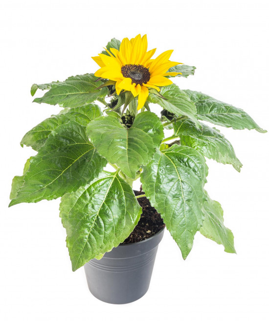 Slunečnice, Helianthus, žlutá, průměr květináče 13 cm-8457