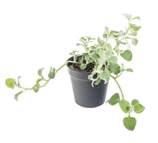 Smil řapíkatý, Helichrysum patiolare, průměr květináče 10 - 12 cm