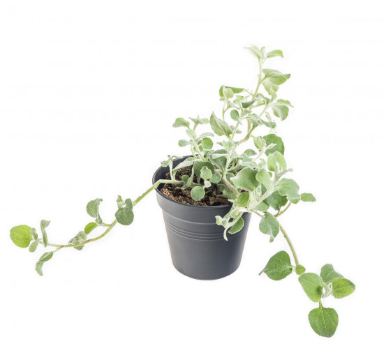 Smil řapíkatý, Helichrysum patiolare, průměr květináče 10 - 12 cm-9023
