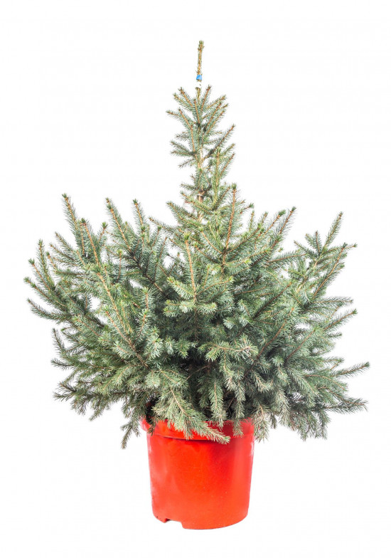 Smrk omorika, Picea omorika, kontejnerovaný stromek, vysoký 80 - 100 cm