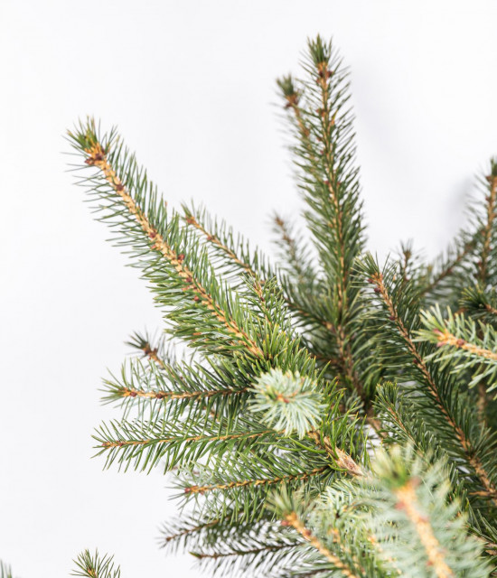 Smrk omorika, Picea omorika, kontejnerovaný stromek, vysoký 80 - 100 cm-16406