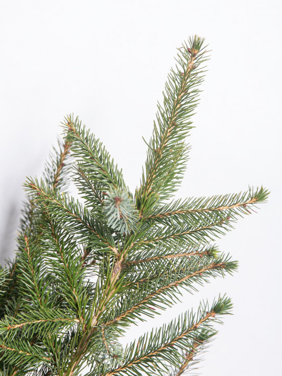 Smrk omorika, Picea omorika, kontejnerovaný stromek, vysoký 80 - 100 cm-16407