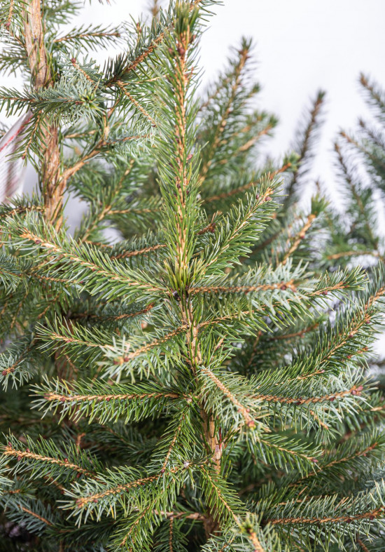 Smrk omorika, Picea omorika, kontejnerovaný stromek, vysoký 80 - 100 cm-16408