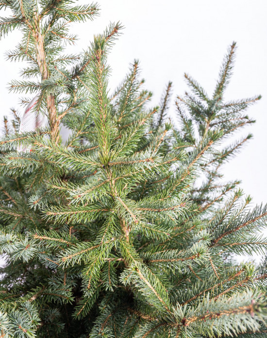 Smrk omorika, Picea omorika, kontejnerovaný stromek, vysoký 80 - 100 cm-16409