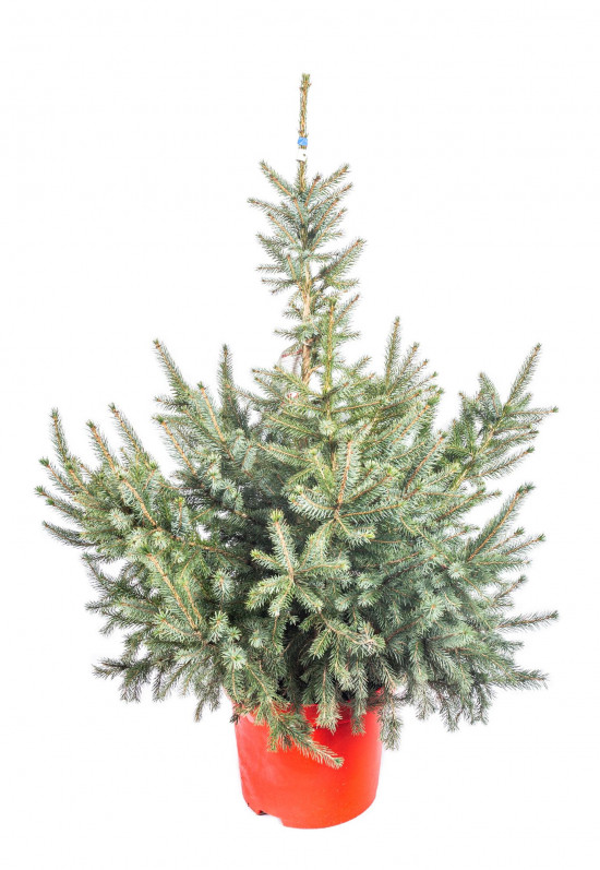 Smrk omorika, Picea omorika, kontejnerovaný stromek, vysoký 80 - 100 cm-16410