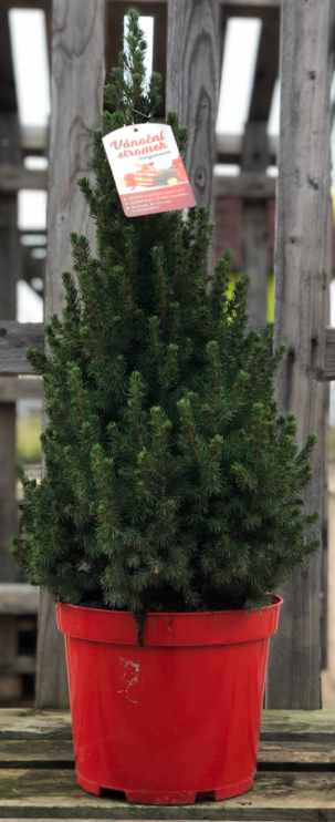 Smrk pichlavý Conica, Picea glauca, kontejnerovaný stromek, vysoký 40 - 60 cm