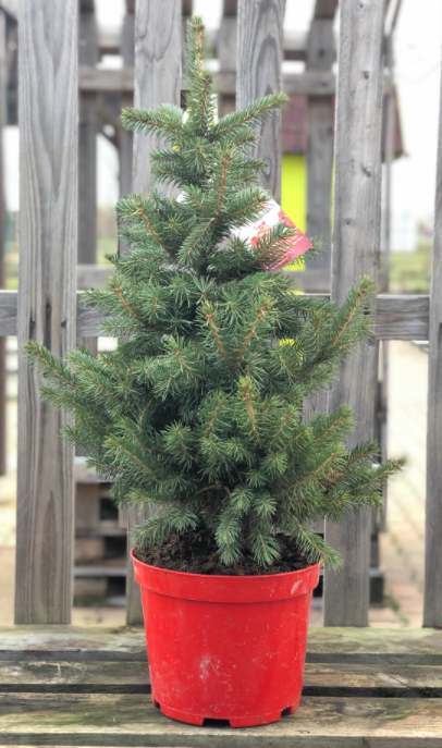 Smrk pichlavý, Picea pungens, kontejnerovaný stromek, vysoký 40 - 60 cm