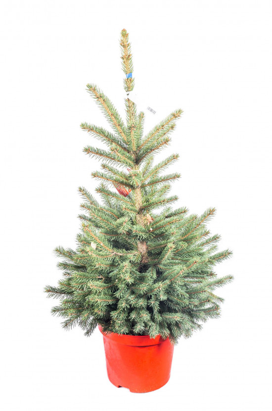 Smrk pichlavý, Picea pungens, kontejnerovaný stromek, vysoký 80 - 100 cm