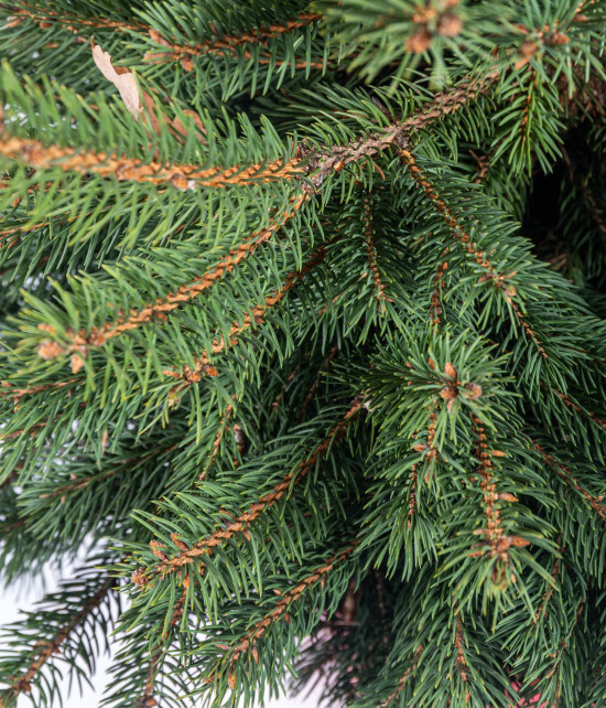 Smrk pichlavý, Picea pungens, kontejnerovaný stromek, vysoký 80 - 100 cm-16388