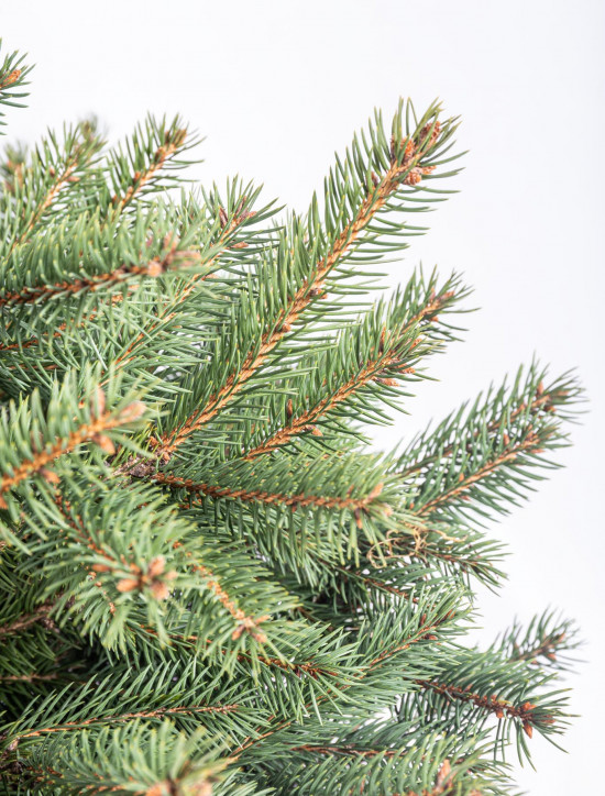 Smrk pichlavý, Picea pungens, kontejnerovaný stromek, vysoký 80 - 100 cm-16389