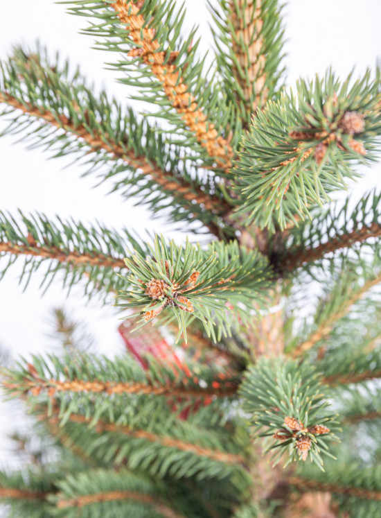 Smrk pichlavý, Picea pungens, kontejnerovaný stromek, vysoký 80 - 100 cm-16390