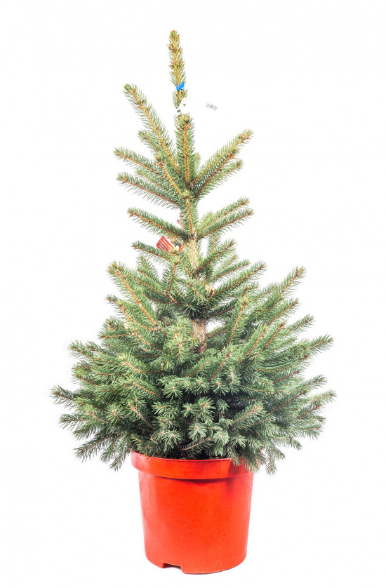 Smrk pichlavý, Picea pungens, kontejnerovaný stromek, vysoký 80 - 100 cm-16391