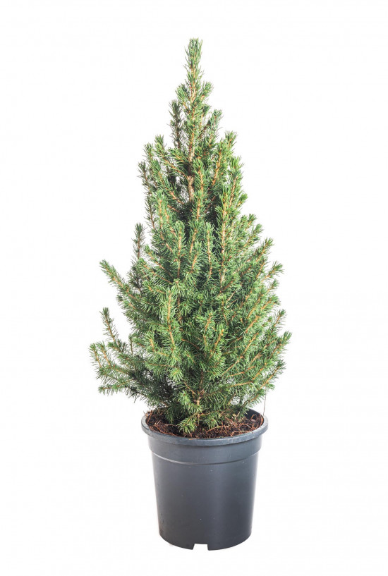 Smrk sivý Conica, Picea glauca, kontejnerovaný stromek, vysoký 50 - 60 cm-16628