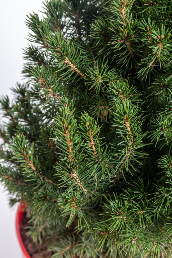 Smrk sivý Conica, Picea glauca, kontejnerovaný stromek, vysoký 50 - 60 cm-16629