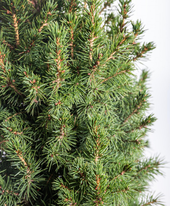 Smrk sivý Conica, Picea glauca, kontejnerovaný stromek, vysoký 50 - 60 cm-16631