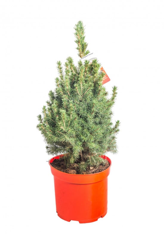 Smrk sivý Conica, Picea glauca, kontejnerovaný stromek, vysoký 50 - 60 cm-16633