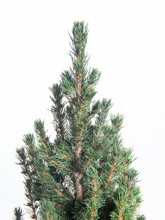 Smrk sivý Conica, Picea glauca, kontejnerovaný stromek, vysoký 50 - 60 cm-16634