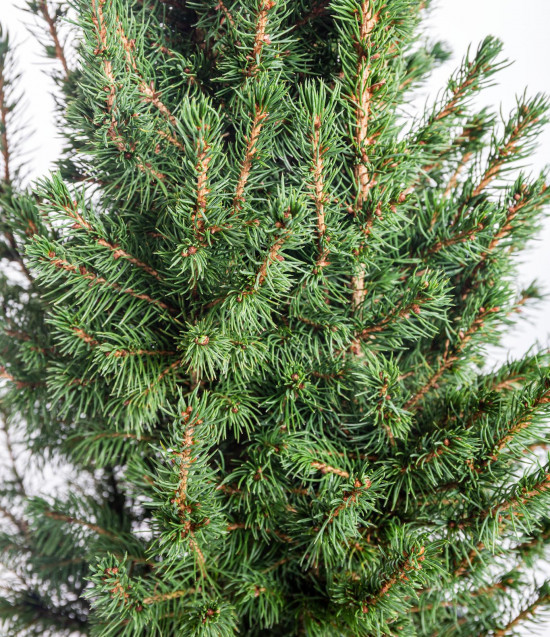 Smrk sivý Conica, Picea glauca, kontejnerovaný stromek, vysoký 50 - 60 cm-16635