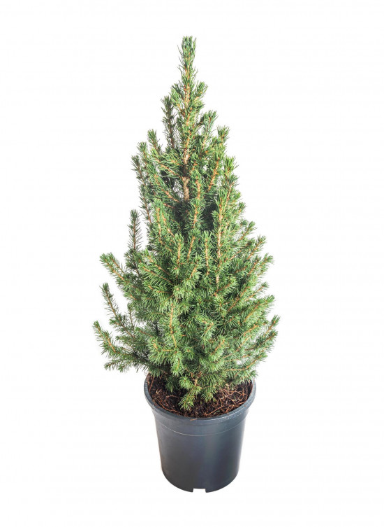 Smrk sivý Conica, Picea glauca, kontejnerovaný stromek, vysoký 50 - 60 cm-16636