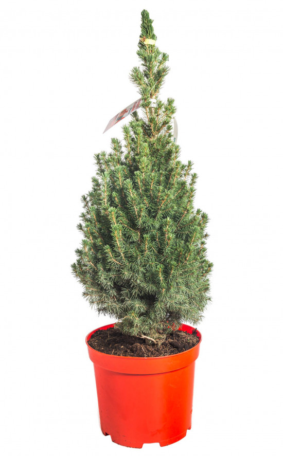 Smrk sivý Conica, Picea glauca, kontejnerovaný stromek vysoký 60 - 80 cm