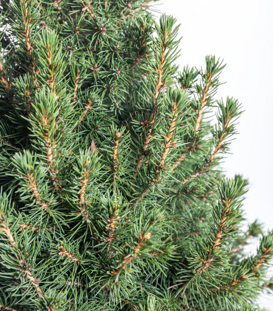 Smrk sivý Conica, Picea glauca, kontejnerovaný stromek vysoký 60 - 80 cm-16638