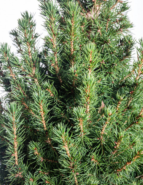 Smrk sivý Conica, Picea glauca, kontejnerovaný stromek vysoký 60 - 80 cm-16639