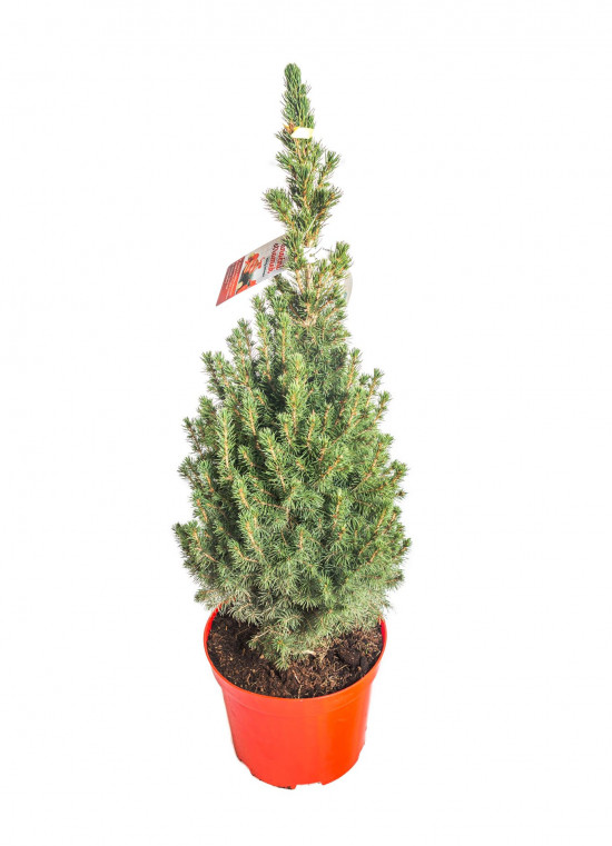 Smrk sivý Conica, Picea glauca, kontejnerovaný stromek vysoký 60 - 80 cm-16641
