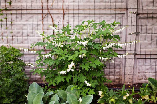 Srdcovka nádherná, Dicentra Spectabilis Alba, Jacek, bílá, 1 ks-23847
