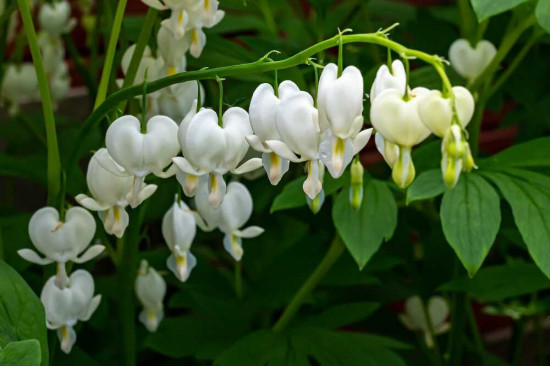 Srdcovka nádherná, Dicentra Spectabilis Alba, Jacek, bílá, 1 ks-23848