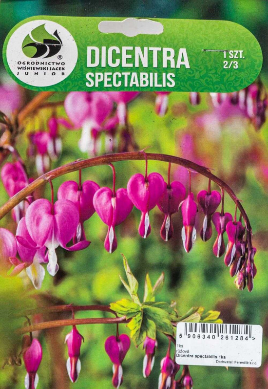 Srdcovka nádherná, Dicentra Spectabilis, Jacek, růžová, 1 ks