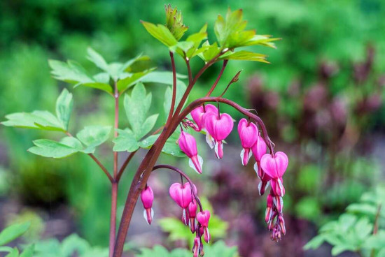 Srdcovka nádherná, Dicentra Spectabilis, Jacek, růžová, 1 ks-23869