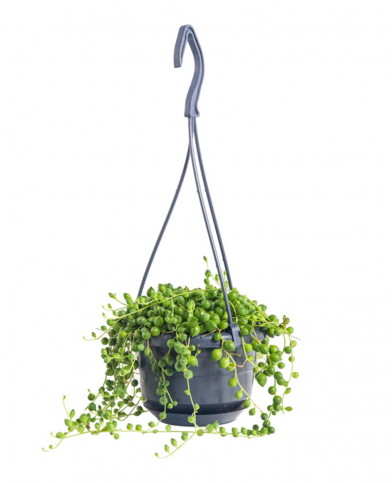 Starček převislý, Senecio rowleyanus, závěs, průměr květináče 10 - 12 cm