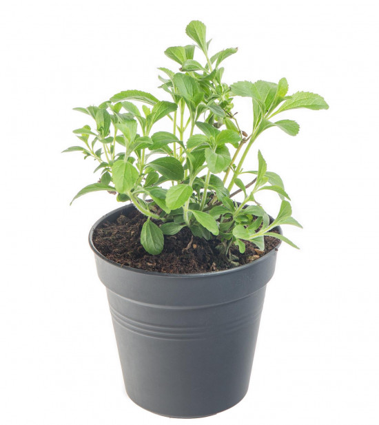 Stévie sladká, Stevia rebaudiana, v květináči