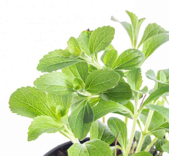 Stévie sladká, Stevia rebaudiana, v květináči-8184