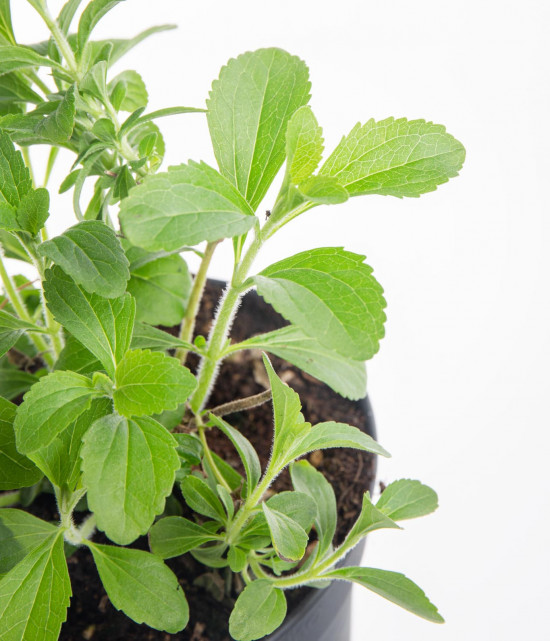 Stévie sladká, Stevia rebaudiana, v květináči-8185