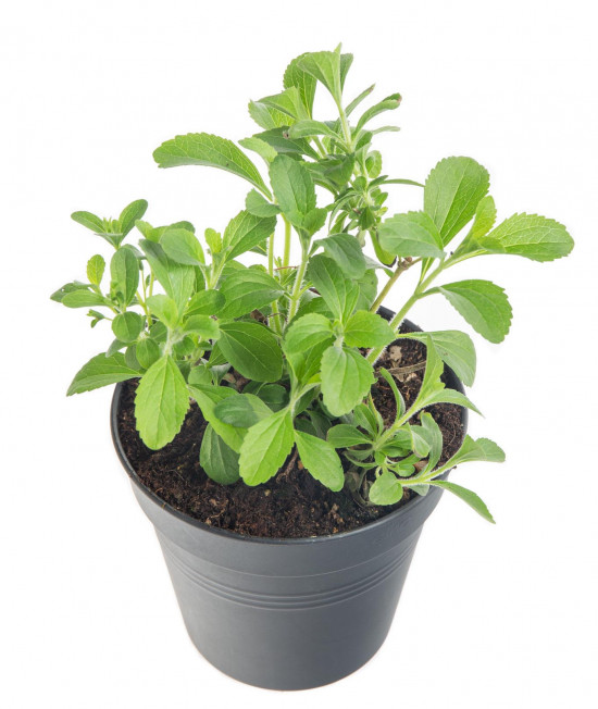 Stévie sladká, Stevia rebaudiana, v květináči-8186