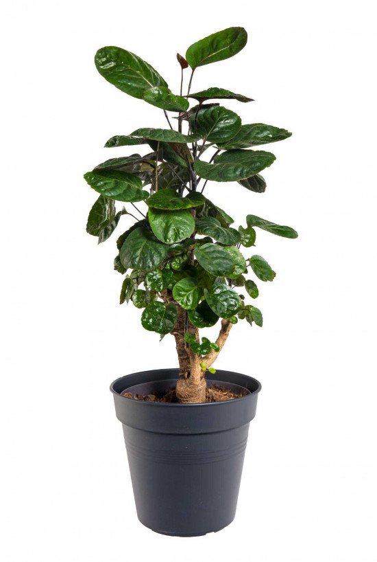 Stínovka, Polyscias scutellaria Fabian, průměr květináče 17 cm