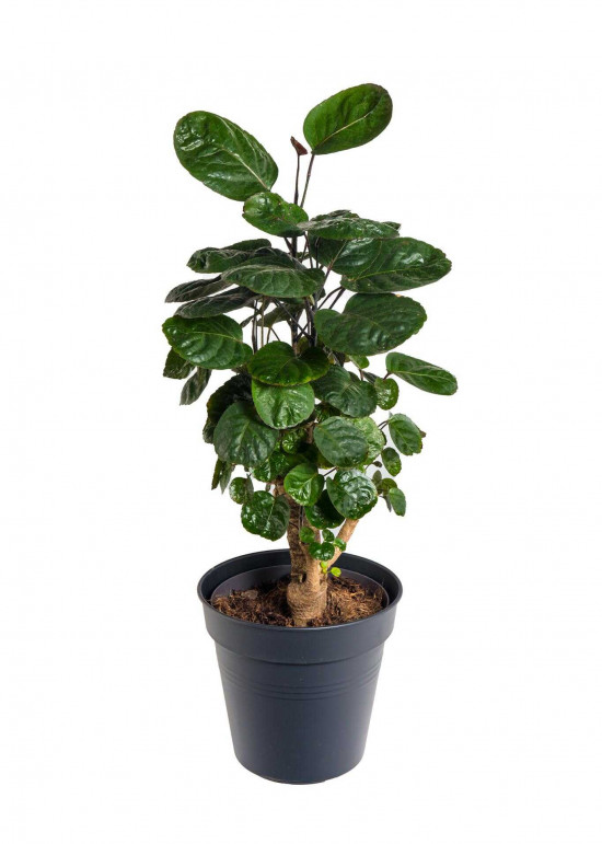 Stínovka, Polyscias scutellaria Fabian, průměr květináče 17 cm-25799